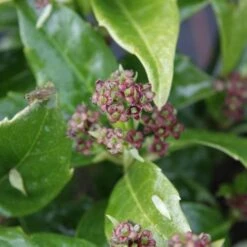 Aucuba Japonica Rozannie - Self Fertile -Future Forests Aucuba japonica Rozannie 01