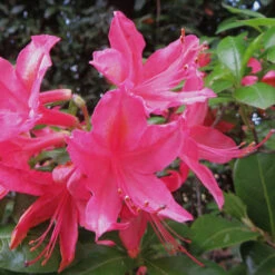 Azalea Mollis Jolie Madame -Future Forests Azalea mollis Jolie Madame 02