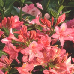 Azalea Mollis Jolie Madame -Future Forests Azalea mollis Jolie Madame 04