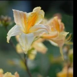 Azalea Mollis Harvest Moon -Future Forests AzaleaHarvestMoon04