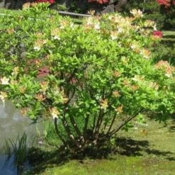 Azalea Mollis Daviesii -Future Forests Azalea mollis Daviesii 03