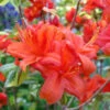 Azalea Mollis Fireball
