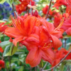 Azalea Mollis Fireball