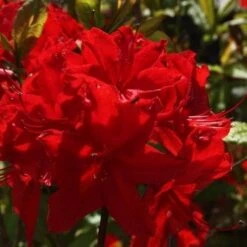 Azalea Mollis Nabucco -Future Forests AzaleamollisNabucco04