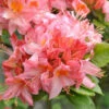 Azalea Mollis Pink Delight