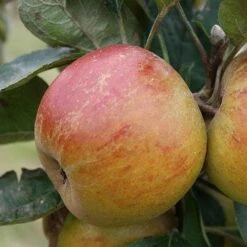Apple Ballinora Pippin -Future Forests Ballinora Pippin04