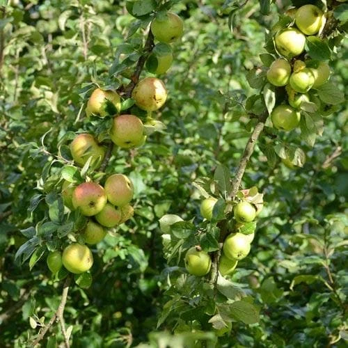 Apple Ballyvaughan Seedling 7 Apple Ballyvaughan Seedling - Image 7