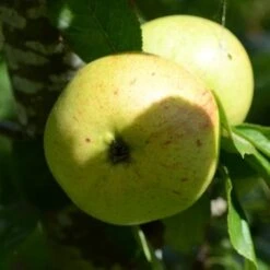 Apple Ballyvaughan Seedling 12 Apple Ballyvaughan Seedling -Future Forests Ballyvaughan Seedling A09