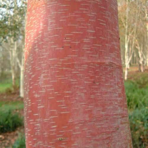 Betula Albosinensis China Rose 1 Betula Albosinensis China Rose