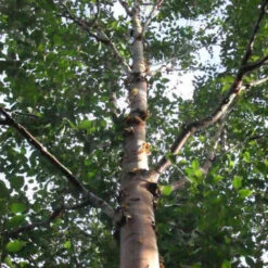 Betula Albosinensis China Rose 6 Betula Albosinensis China Rose -Future Forests Beltula albosinensis China Rose 03