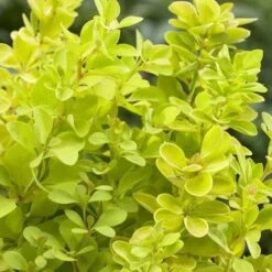 Berberis Thunbergii Maria -Future Forests Berberis thunbergii Maria 02