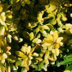 Berberis Thunbergii Maria -Future Forests Berberis thunbergii Maria 03