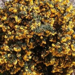 Berberis Darwinii Nana -Future Forests Berberis darwinii Nana 03x