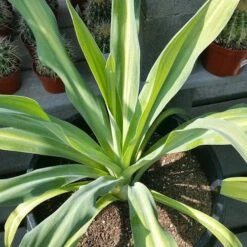 Beschorneria Yuccoides Flamingo Glow -Future Forests Beschorneria yuccoides Flamingo Glow 03