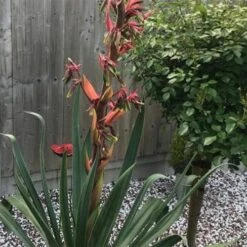 Beschorneria Yuccoides Flamingo Glow -Future Forests Beschorneria yuccoides Flamingo Glow 04