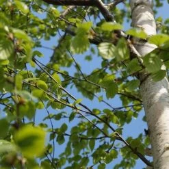 Betula Ermanii Holland -Future Forests Betula ermanii Holland 02