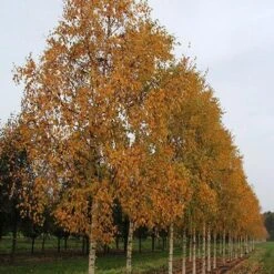 Betula Ermanii Holland -Future Forests Betula ermanii Holland 03