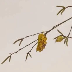 Betula Utilis Long Trunk -Future Forests Betula Utilis Long Trunk 04x