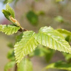 Betula Albosinensis China Rose 7 Betula Albosinensis China Rose -Future Forests Betula albosinensis China Rose 04