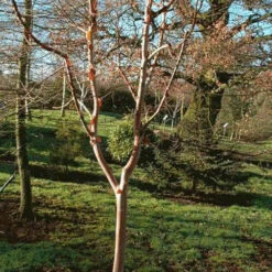Betula Albosinensis China Ruby -Future Forests Betula albosinensis China Ruby 03