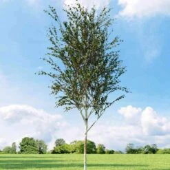 Betula Albosinensis Fascination -Future Forests Betula albosinensis Fascination 01