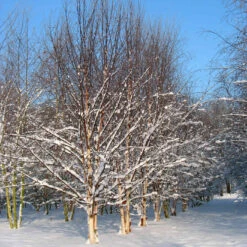Betula Albosinensis Fascination -Future Forests Betula albosinensis Fascination 06