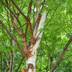 Betula Albosinensis Var. Septentrionlis Kansu 5 Betula Albosinensis Var. Septentrionlis Kansu -Future Forests Betula albosinensis Kanzu 03