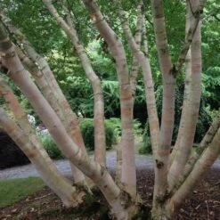 Betula Albosinensis Pink Champagne -Future Forests Betula albosinensis Pink Champagne 01