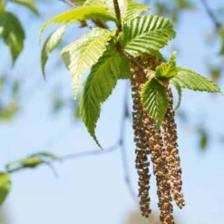 Betula Albosinensis Pink Champagne -Future Forests Betula albosinensis Pink Champagne 03