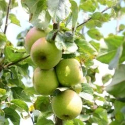 Apple Blenheim Orange 7 Apple Blenheim Orange -Future Forests Blenheim Orange A02