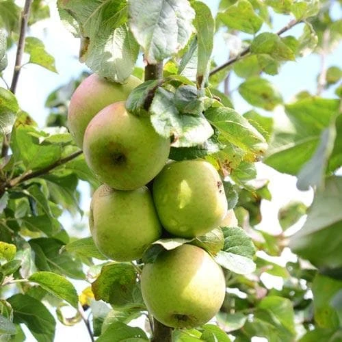 Apple Blenheim Orange 4 Apple Blenheim Orange - Image 4