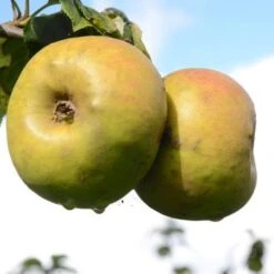 Future Forests -Future Forests Blenheim Orange A04