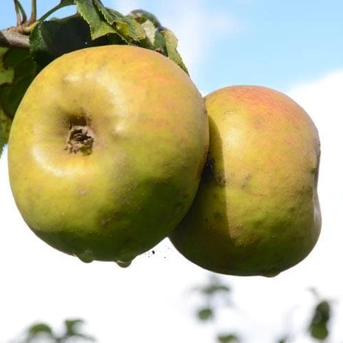 Apple Blenheim Orange 2 Apple Blenheim Orange - Image 2