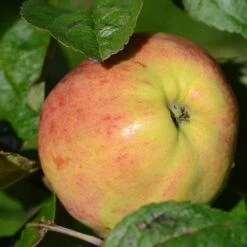 Apple Bloody Butcher -Future Forests Bloody Butcher A02