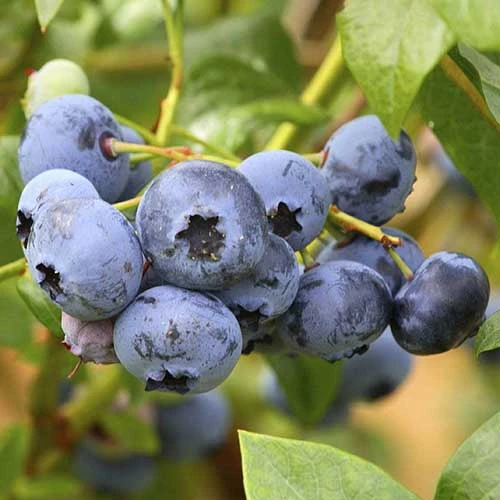 Blueberry Duke 2 Blueberry Duke - Image 2