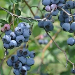 Blueberry Duke 7 Blueberry Duke -Future Forests Blueberry Duke 03