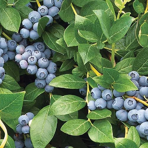 Blueberry Duke 1 Blueberry Duke