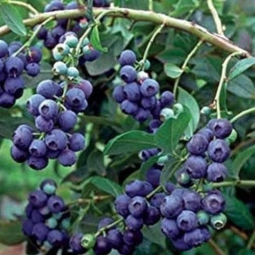 Blueberry Grover 2 Blueberry Grover - Image 2