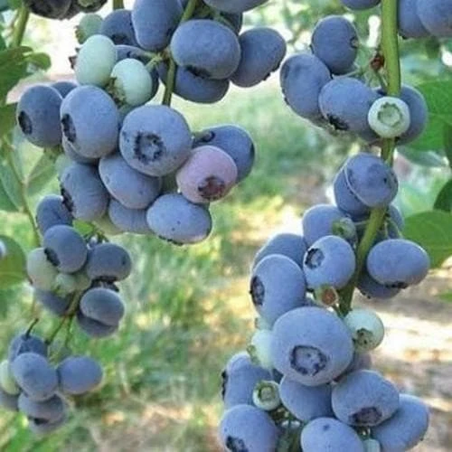 Blueberry Liberty® 2 Blueberry Liberty® - Image 2