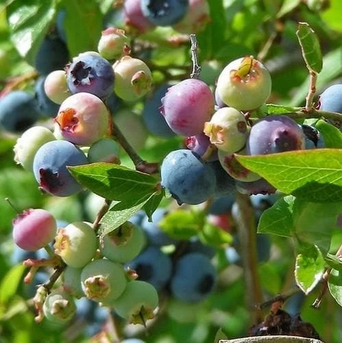 Blueberry Northland 3 Blueberry Northland - Image 3