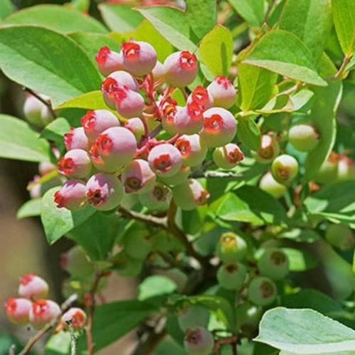 Blueberry Pink Popcorn® 2 Blueberry Pink Popcorn® - Image 2