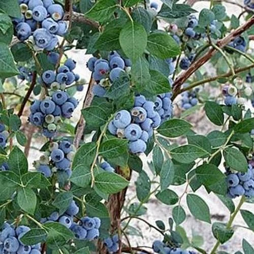 Blueberry Sweetheart® 2 Blueberry Sweetheart® - Image 2