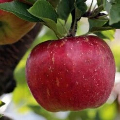 Apple Bountiful -Future Forests Bountiful04