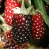 Boysenberry
