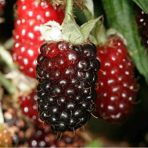 Boysenberry 1 Boysenberry