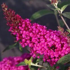 Buddleja Davidii Buzz Hot Raspberry -Future Forests Buddleia Buzz Hot Raspberry 01