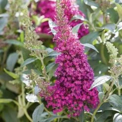 Buddleja Davidii Buzz Hot Raspberry -Future Forests Buddleia Buzz Hot Raspberry 03