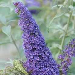 Buddleja Davidii Buzz Sky Blue -Future Forests Buddleia Buzz Sky Blue 02