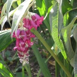 Buddleja Colvilei -Future Forests Buddleja colvilei 06