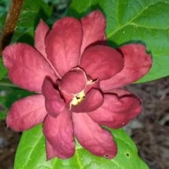 Calycanthus X Raulstonii Hartlage Wine -Future Forests Calycanthus Hartlage Wine 07